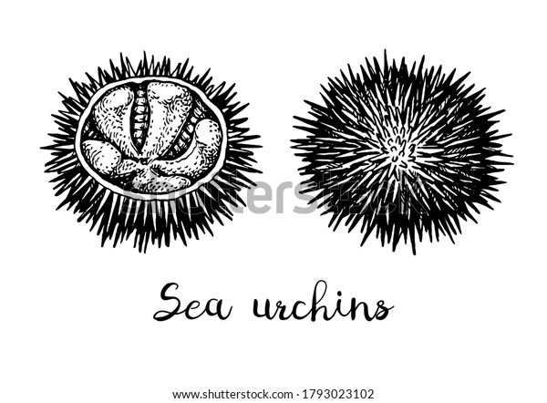 Sea urchins.\
Ink sketch of seafood. Hand drawn vector illustration isolated on\
white background. Retro\
style.