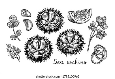 Sea urchins with lemon, herbs, garlic and onions. Ink sketch of seafood. Hand drawn vector illustration isolated on white background. Retro style.