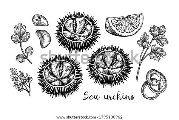 Sea urchins with lemon, herbs,\
garlic and onions. Ink sketch of seafood. Hand drawn vector\
illustration isolated on white background. Retro\
style.