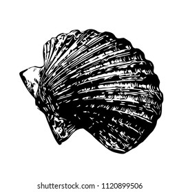 Sea ​​shell.Template. Vector illustration. Isolated on a white.