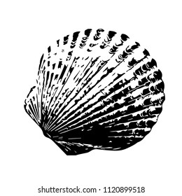 Sea ​​shell.Template. Vector illustration. Isolated on a white.