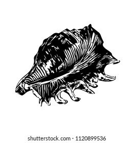 Sea ​​shell.Template. Vector illustration. Isolated on a white.