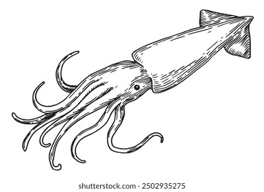 sea ​​squid. vector illustration in sketch style