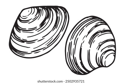 sea ​​clam. vector illustration in sketch style