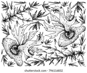 Sea Vegetables, Illustration Background of Hand Drawn Sketch Hijiki and Nori Seaweed. High in Calcium, Magnesium and Iodine.
