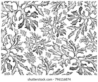 Sea Vegetables, Illustration Background of Hand Drawn Sketch Delicious Fresh Carola or Callophyllis Variegata Seaweed. High in Calcium, Magnesium and Iodine.