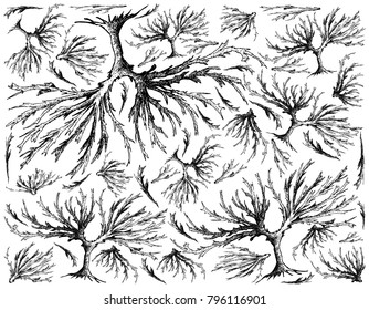 Sea Vegetables, Illustration Background of Hand Drawn Sketch Delicious Fresh Arame, Sea Oak or Eisenia Bicyclis Seaweed. High in Calcium, Magnesium and Iodine.