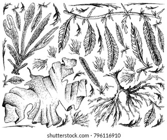 Sea Vegetables, Illustration Background of Hand Drawn Sketch Dulse, Caulerpa Taxifoli, Laver and Arame Seaweed. High in Calcium, Magnesium and Iodine.