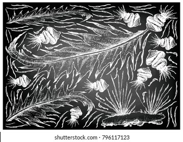 Sea Vegetables, Illustration Background of Hand Drawn Sketch Delicious Fresh Wakame and Aonori Seaweed on Black Chalkboard. High in Calcium, Magnesium and Iodine.