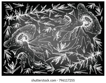 Sea Vegetables, Illustration Background of Hand Drawn Sketch Hijiki and Nori Seaweed on Black Chalkboard. High in Calcium, Magnesium and Iodine.