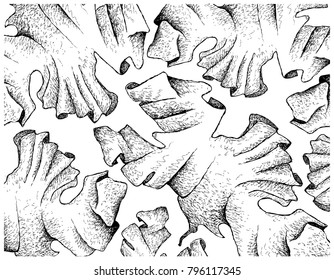 Sea Vegetables, Illustration Background of Hand Drawn Sketch Fresh Laver Seaweed. High in Calcium, Magnesium and Iodine.