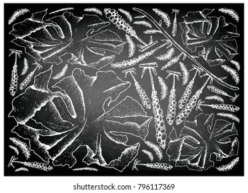 Sea Vegetables, Illustration Background of Hand Drawn Sketch Delicious Fresh Sea Grape or Green Caviar and Sea Lettuce Seaweed on Black Chalkboard. High in Calcium, Magnesium and Iodine.
