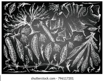 Sea Vegetables, Illustration of Hand Drawn Sketch Dulse, Caulerpa Taxifoli, Laver and Arame Seaweed on Black Chalkboard. High in Calcium, Magnesium and Iodine.