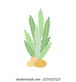 Sea weed cute wildlife vector illustration, underwater sea plants cartoon image for kids, marine life simple hand drawn image