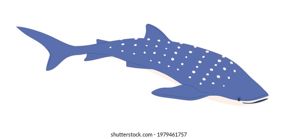 Sea Whale Shark With Dots On Back. Big Ocean Fish. Large Underwater Animal With Spotty Pattern. Colored Flat Vector Illustration Of Whaleshark Isolated On White Background