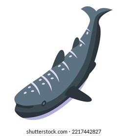 Sea whale shark icon isometric vector. Ocean fish. Marine aqua