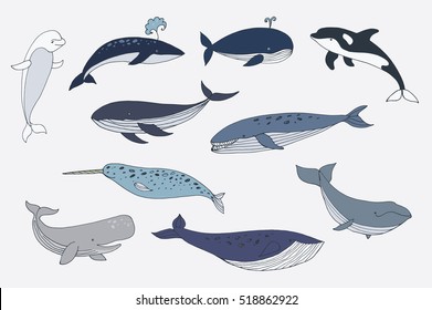 sea whale vector color set