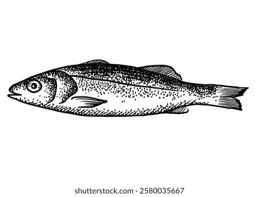 Seabass fish drawing isolated on white background for menu design.  Vintage engraved sketch. Seafood dot drawing collection