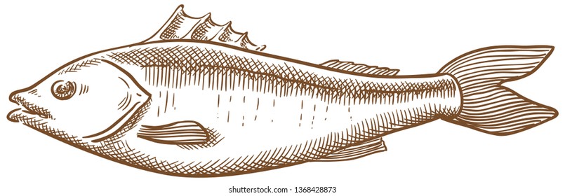 Seabass fish vector sketch hand drawing
