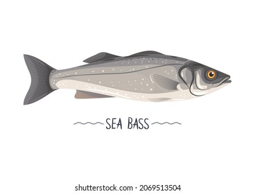 Seabass fresh raw vector icon, sign, simbol, object. Isolated on white. Healthy tasty white meat fish. Design element for label, package, menu