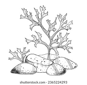 Seabed with Coral reefs, seaweeds and stones. Hand drawn vector illustration of ocean floor with little fishes on isolated background. Underwater algae in line art style. Outline drawing for icon.