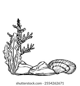 Seabed landscape with Seashells and Seaweed. Underwater design template drawing in line art style. Hand drawn vector illustration of undersea: algae, corals, seashells painted by black ink. Marine art