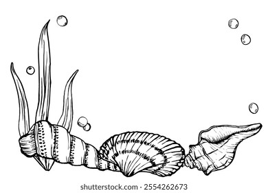 Seabed landscape with Seashells and Seaweed. Underwater design template drawing in line art style. Hand drawn vector illustration of undersea: algae, corals, seashells painted by black ink. Marine art