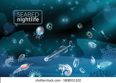Seabed nightlife underwater scene with reef seaweed coral and plankton characters cartoon vector illustration