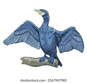 A seabird, a cormorant, sits on a branch with its wings spread. The dark bird lives on rocks and feeds on fish. Symbol of the sea. Vector illustration on a transparent background. Hand draw image.