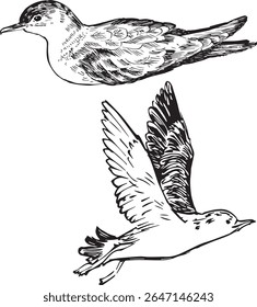 Ilustração de tinta de aves marinhas - vistas voadoras e planadoras - arte desenhada à mão.
A linha de trabalho elegante captura o movimento e a graça das aves marinhas em voo e repouso.