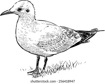seabird on a shore