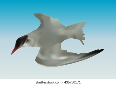 Seabird seagull. Isolated on White background. Vector Illustration. EPS10
