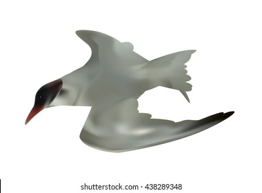 Seabird seagull. Isolated on White background. Vector Illustration. EPS10