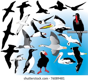 Seabirds