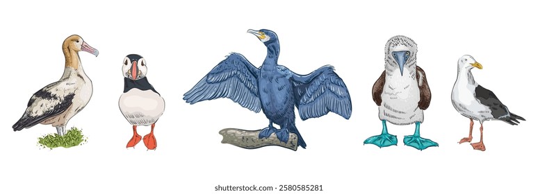 Seabirds set. Blue-footed seabird gannet, albatross, seagull, cormorant, puffin. Hand drawn in engraving style with color fill. Vector birds isolated on white background.