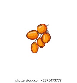 Sea-buckthorn berries branch for food and juice packs design, hand drawn sketch style vector illustration isolated on white background. Sea-buckthorn berry color image.