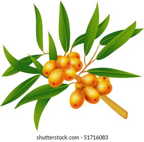 Sea-buckthorn berries. Element  for design vector illustration.