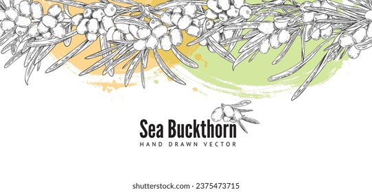 Sea-buckthorn berries seamless decorative border design, hand drawn sketch vector illustration isolated on white background. Banner backdrop with sea-buckthorn berry.