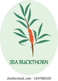 Sea-buckthorn branch in the frame