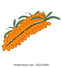 Sea-buckthorn branch on white background. Hand drawn berries. Vector illustration.