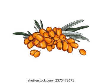 Seabuckthorn, handgezeichnete Vektorgrafik. Einzeln auf weißem Hintergrund. Orangefarbene Dornbeeren auf einem Ast, handgezeichnet im Skizzenstil.