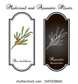 Sea-buckthorn (hippophae rhamnoides), edible and medicinal plant. Hand drawn botanical vector illustration