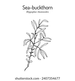 Sea-buckthorn (hippophae rhamnoides), edible and medicinal plant. Hand drawn botanical vector illustration