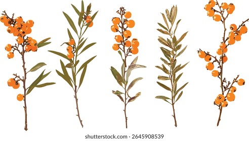 Planta do mar-buckthorn, Hippophae rhamnoides, árvore isolada, sallowthorn, arbusto seaberry, ilustração vetorial, medicina herbal, elemento da natureza, bagas comestíveis, arbusto selvagem.