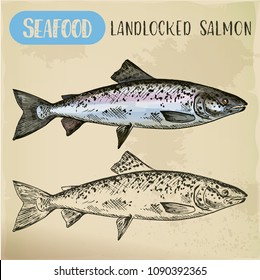 Seafood atlantic salmon sketch. Hand drawn landlocked fish, Ouananiche sign for market or shop, restaurant menu. Fishing and catch, maritime and nautical, ocean and sea, river theme