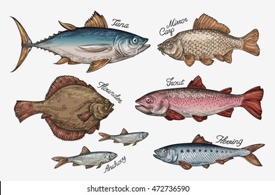 Seafood. Collection of fish such as tuna, trout, carp, flounder, anchovy, herring. Vector illustration