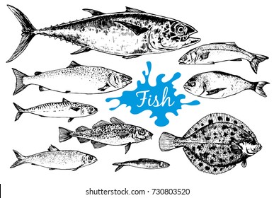 Seafood collection. Hand drawn set with tuna, dorado, mackerel and other different sea fish in sketch style