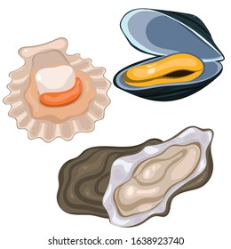 Seafood collection. Scallop, mussel and oyster isolated on white background. Vector graphics.