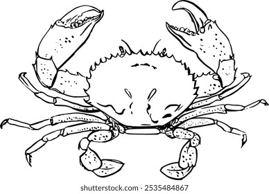 Seafood crab. Hand drawn vector illlustation on white background