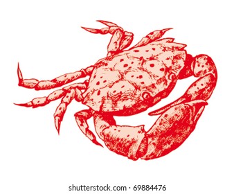 seafood crab  vintage drawing sketch illustration vector